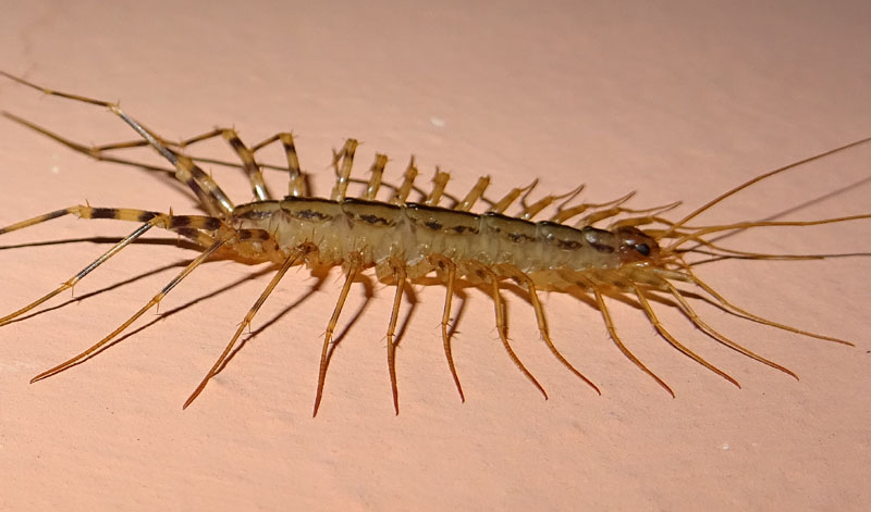 Scutigera coleoptrata - Scutigeridae